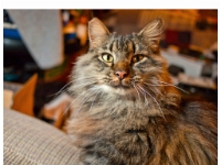 Hermes DS night 8x10 P2080611